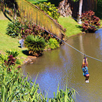Soaring high over tropical gardens of the Maui Tropical Plantation